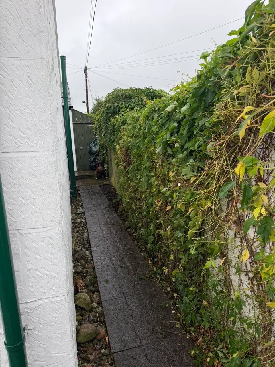 Ivy and weeds spilling over the wall along the side path before weed removal in Lochmaben
